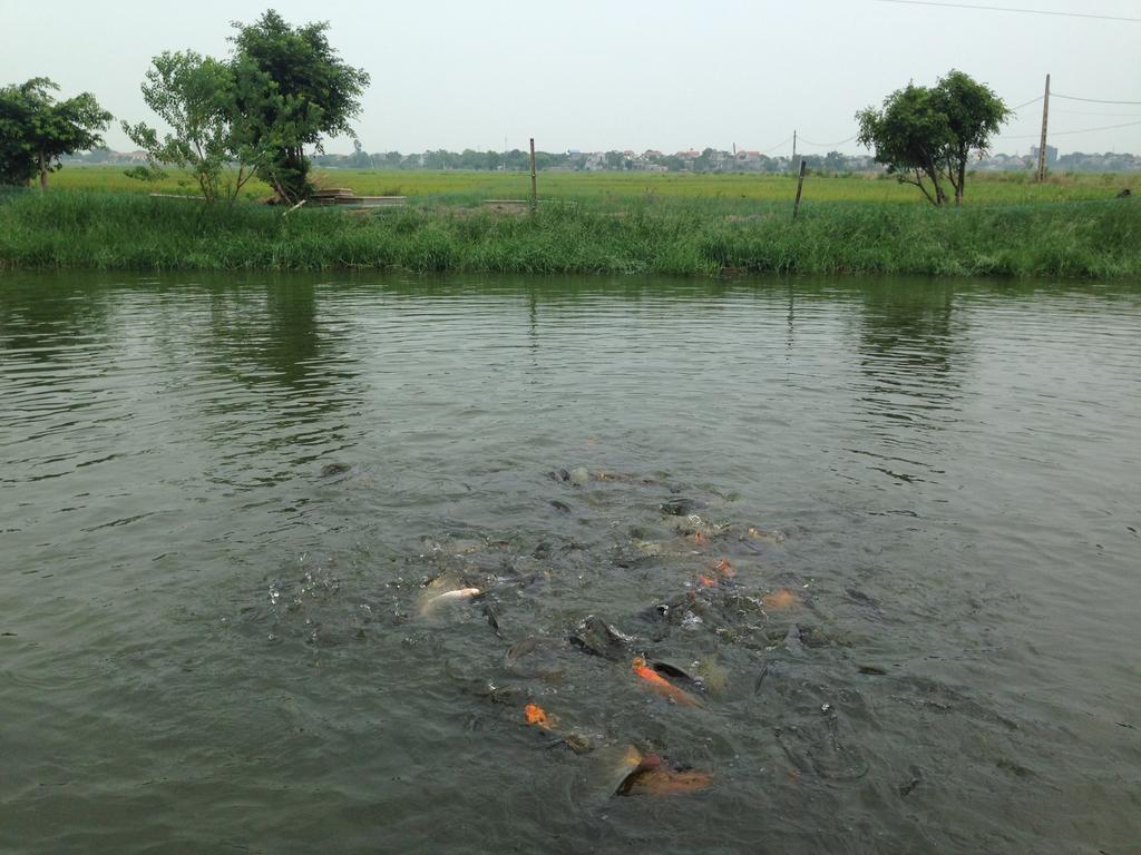 Tam Coc Homestay 宁平 外观 照片